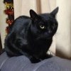 ひろ 黒猫 profile photo