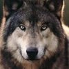 Wolf Gray profile photo