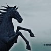 black horse profile photo