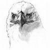 Eagle Eye profile photo