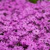 Purple Aureole profile photo