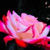 Opal Rose profile photo