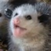 Angry Possum profile photo