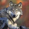 Wolf Foster profile photo